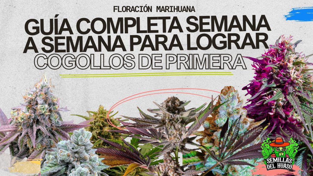 FLORACION MARIHUANA - SEMILLAS DEL HUASO
