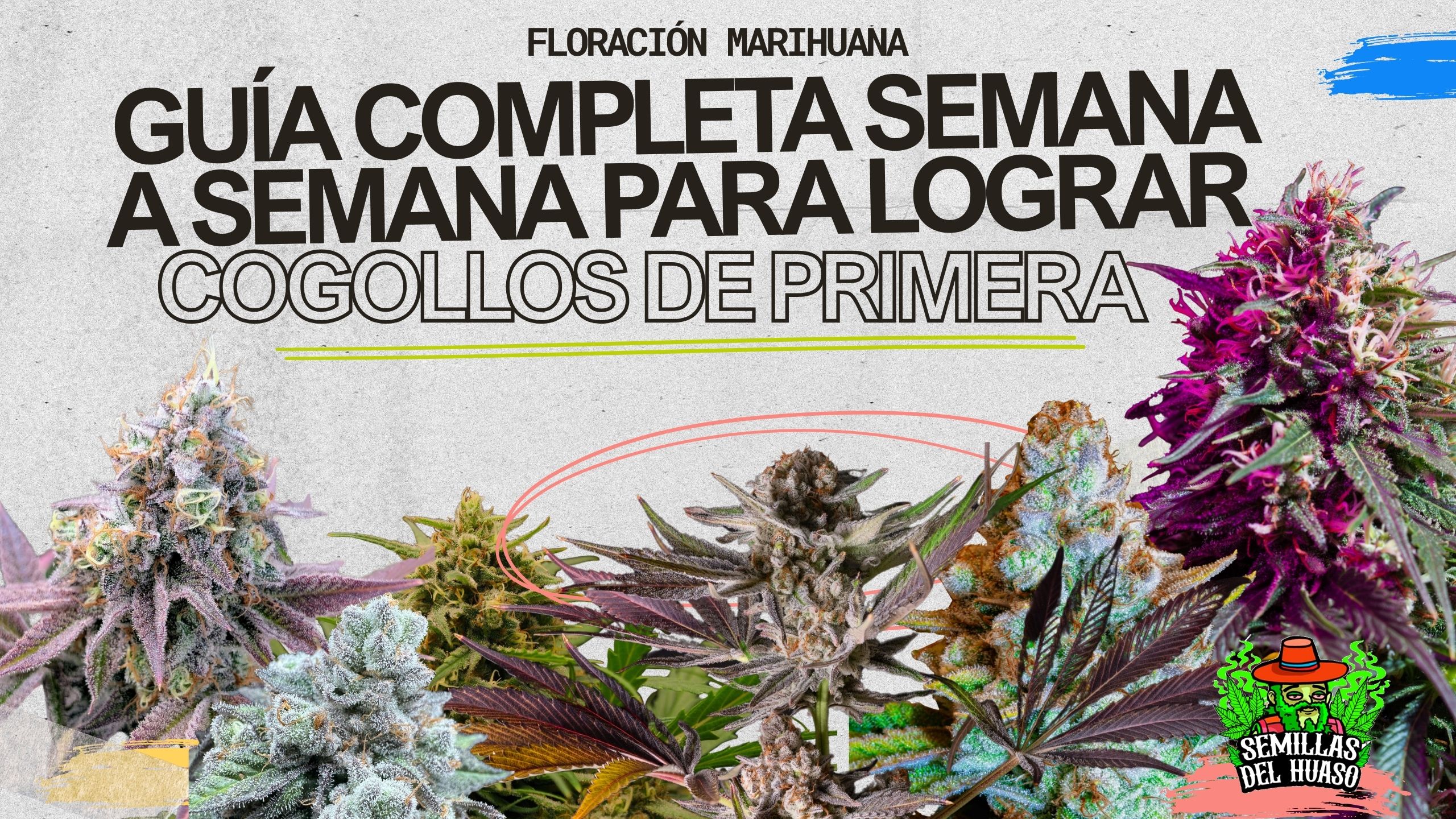 FLORACION MARIHUANA - SEMILLAS DEL HUASO