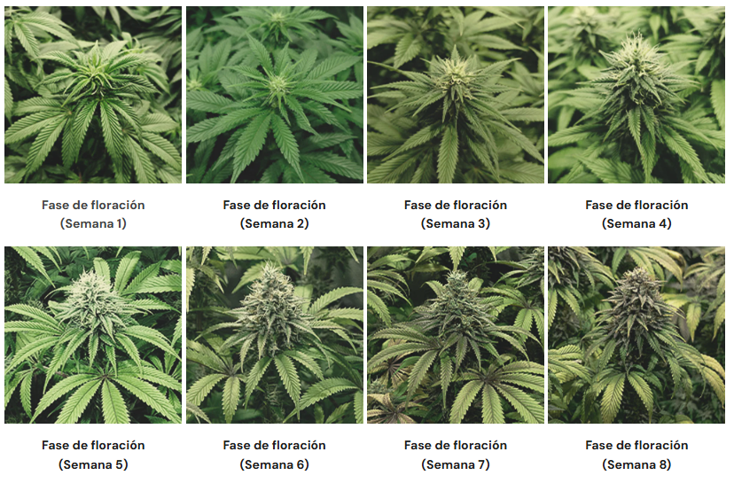Floracion marihuana