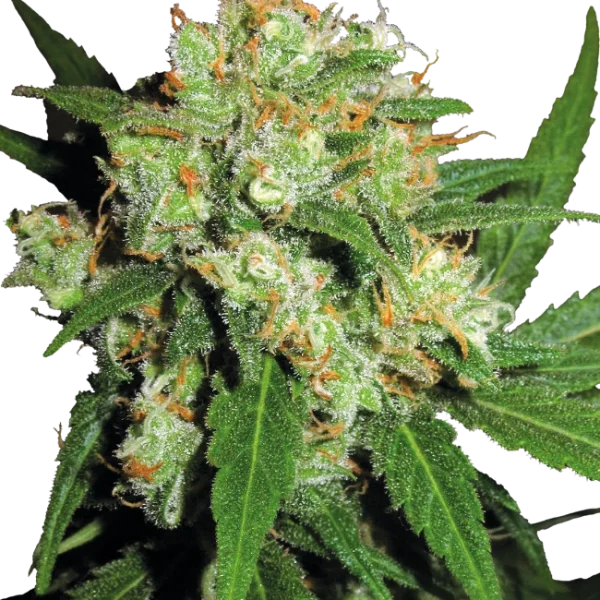 Sensi skunk Fem (x3) - Sensi Seeds - Remate del huaso