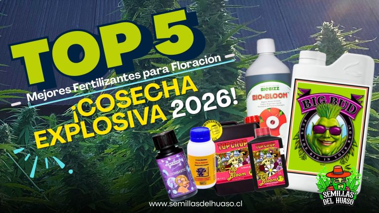 Mejores fertilizantes para floración