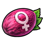 Semillas Feminizadas de Alta Calidad | Semillas del Huaso