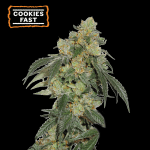 Cookies Fast