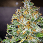 auto trans siberian