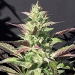 Monkey haze cookies