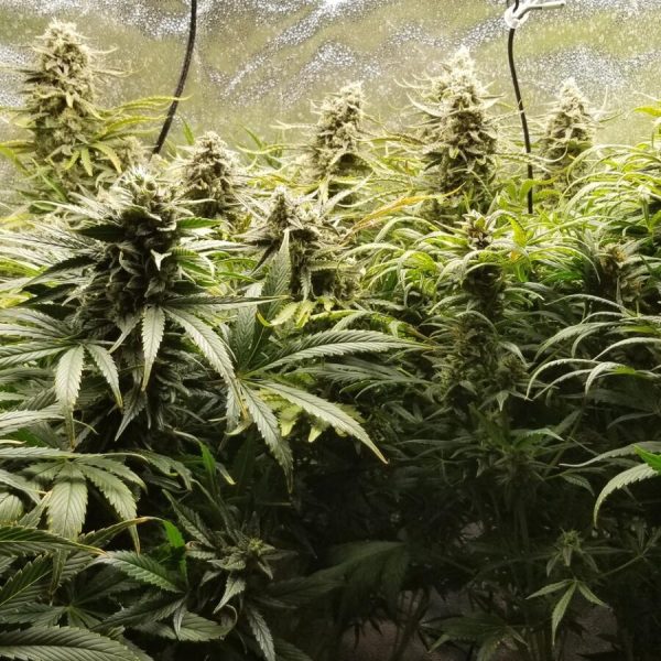 northern lights auto de seedsman