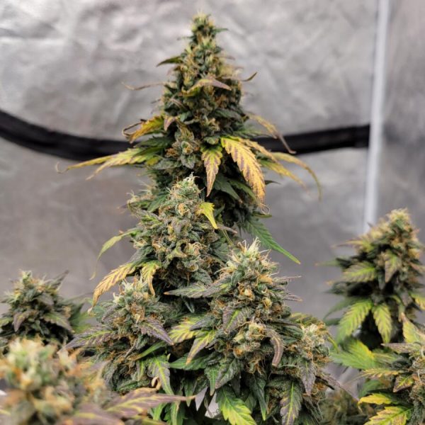 northern lights auto de seedsman
