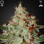 Lemon skunk