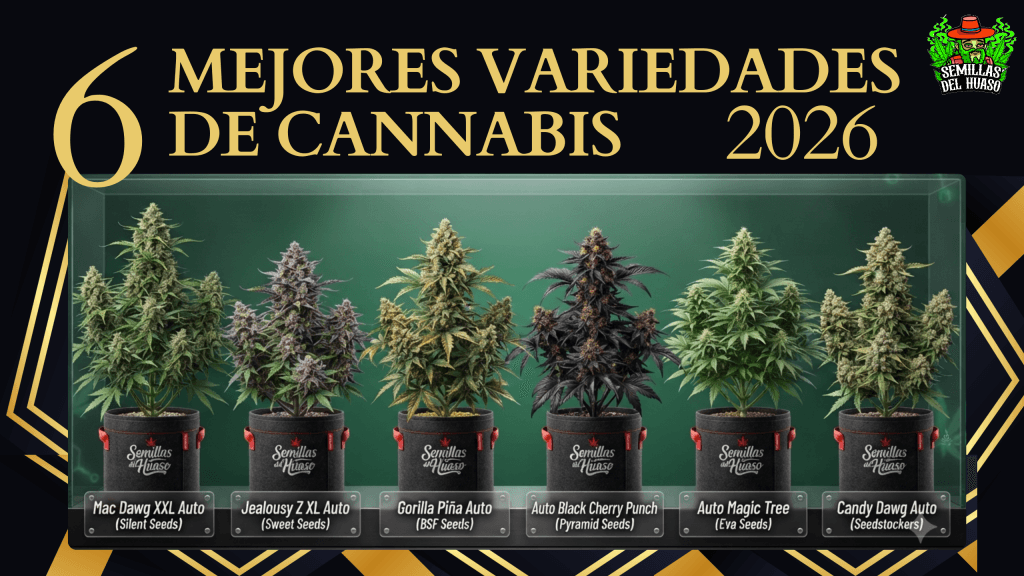 mejores variedades de cannabis 2026 www.semillasdelhuaso.com