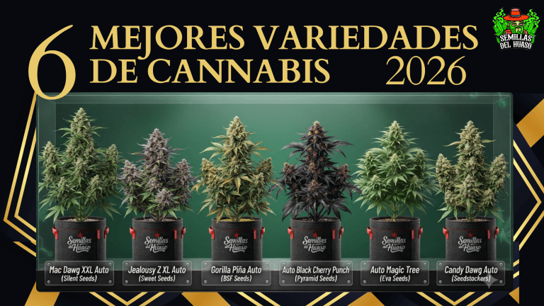 mejores variedades de cannabis 2026 www.semillasdelhuaso.com
