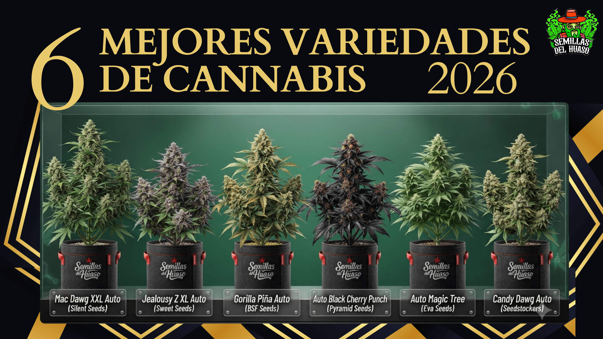 mejores variedades de cannabis 2026 www.semillasdelhuaso.com