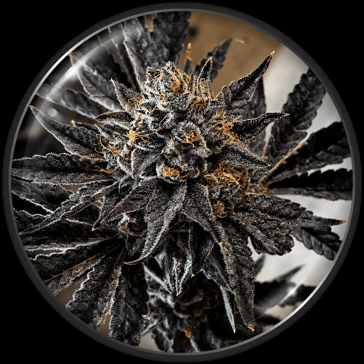Chocogas medical seeds Chocogas
