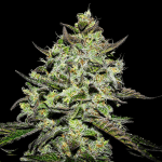 Lemon Gazzy