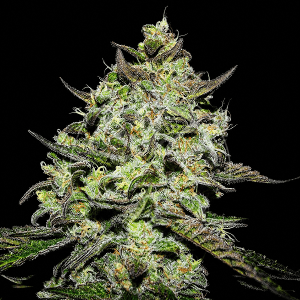 Lemon Gazzy