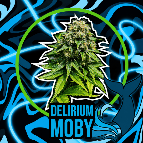 Delirium moby xl auto