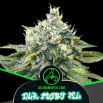 Delirium moby xl auto