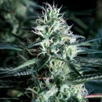 White widow Granel