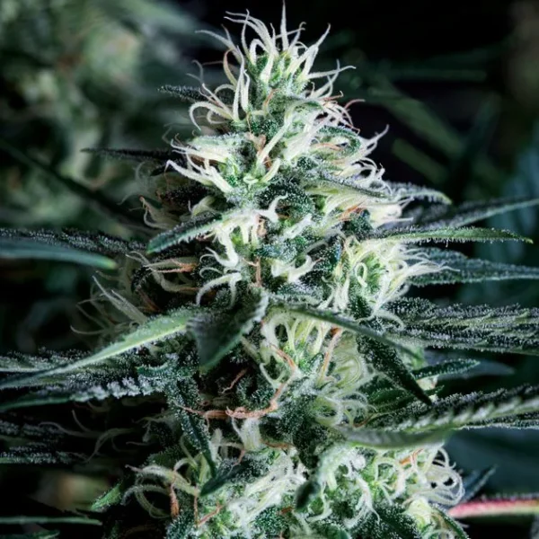 White widow Granel