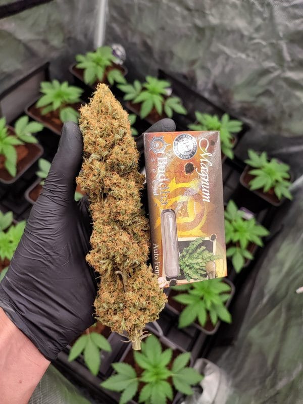 Cogollos de marihuana Magnum Auto de Buddha Seeds en interior