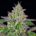 Strawmelon