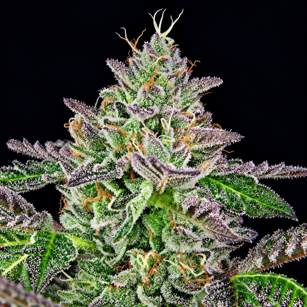 Strawmelon