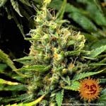 Acapulco Gold Barney's
