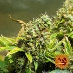Acapulco Gold Barney's