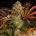 Blue sunset sherbert barney's farm