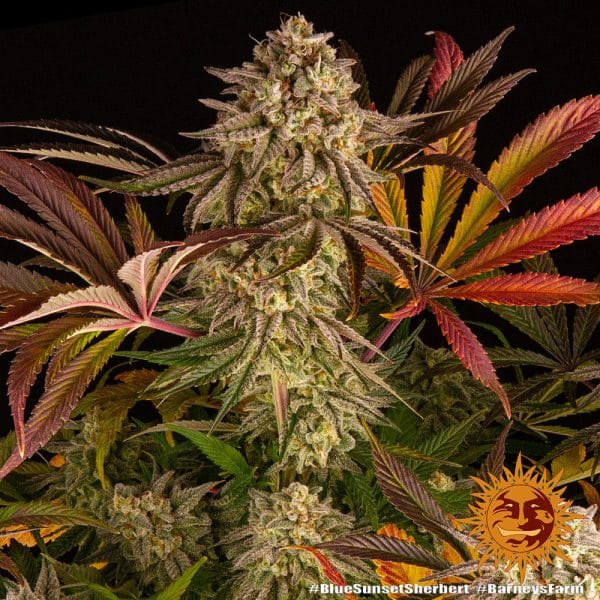 Blue sunset sherbert barney's farm