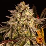 Blue sunset sherbert barney's farm