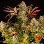 Blue sunset sherbert barney's farm