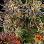 Gelato 45 Barney's