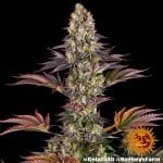 Gelato 45 Barney's