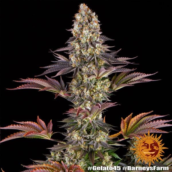 Gelato 45 Barney's
