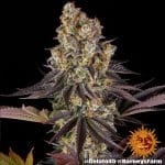 Gelato 45 Barney's