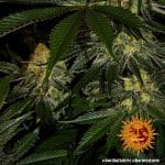 Gorilla zkittlez Barney's farm