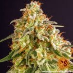 Orange sherbet