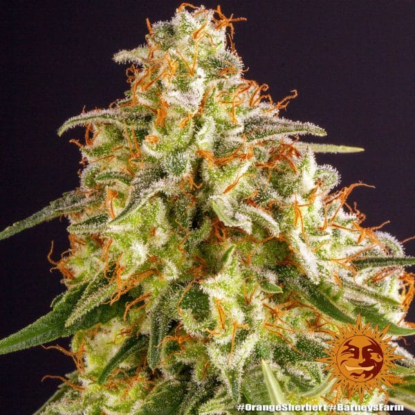 Orange sherbet