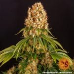 Orange sherbet