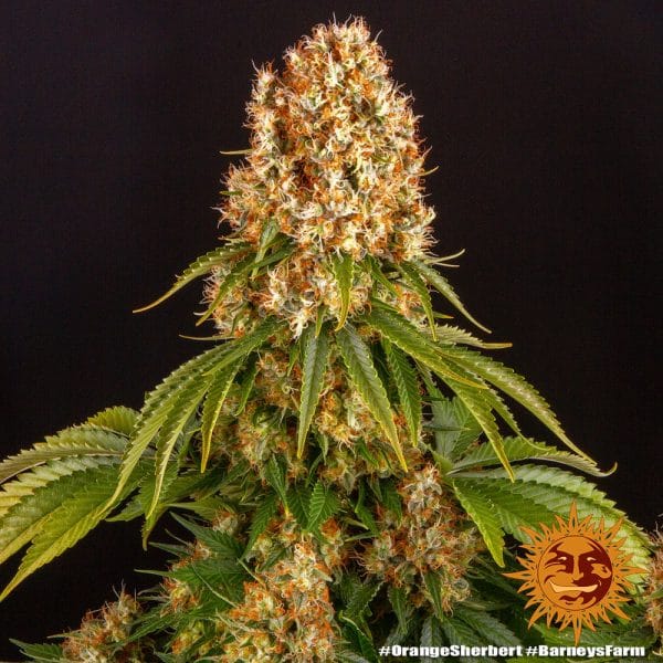 Orange sherbet
