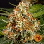 Orange sherbet