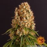 Orange sherbet