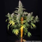Pineapple chunk