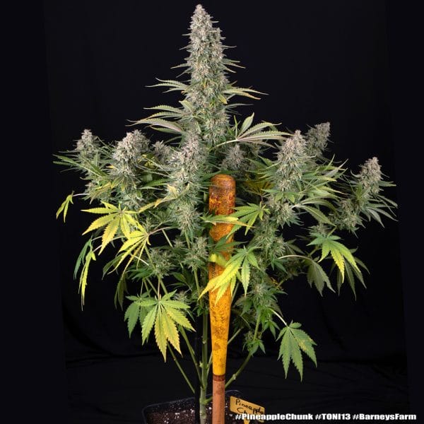 Pineapple chunk