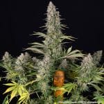 Pineapple chunk