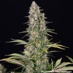 Pineapple chunk