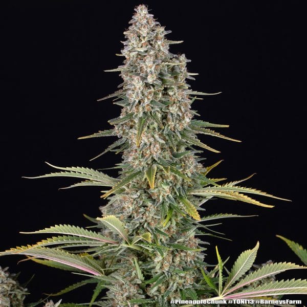 Pineapple chunk
