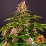 Pink kush barney's farm