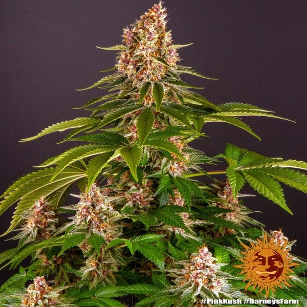 Pink kush barney's farm