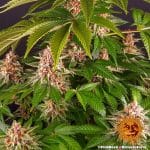Pink kush barney's farm